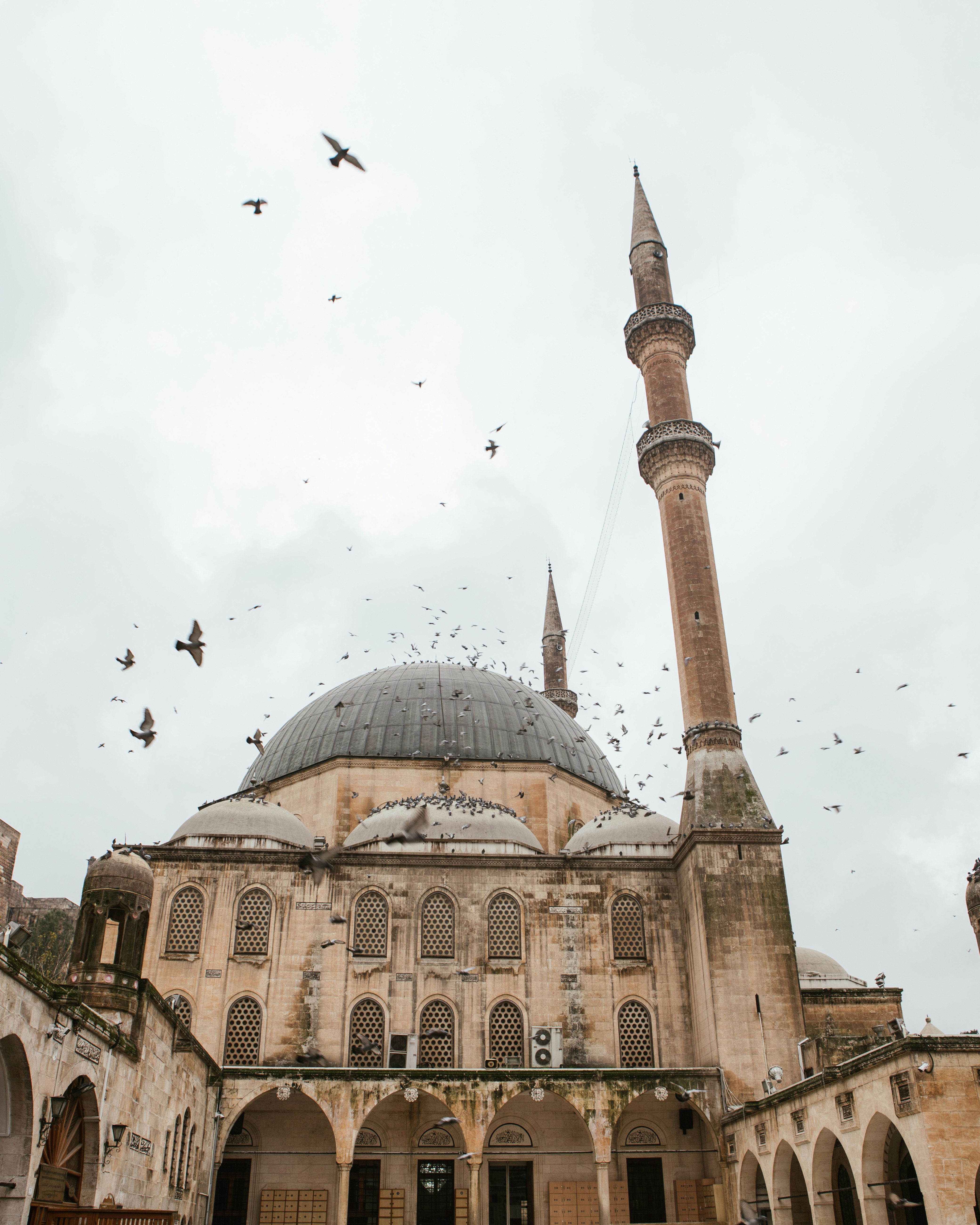 birds flying over the building during daytime